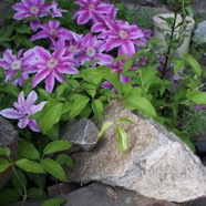 IMG_5721w6.jpg